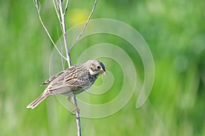 Corn bunting Miliaria calandra