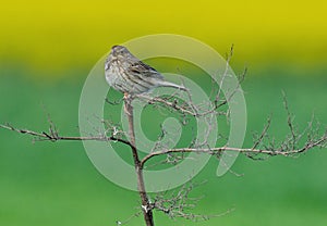 Corn bunting Miliaria calandra