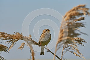 Corn bunting or miliaria calandra singing .