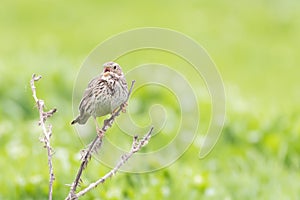 Corn bunting Miliaria calandra sitting on a bush