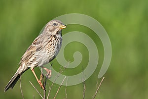 Corn bunting (Miliaria calandra) on a twig