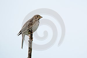 Corn bunting or Miliaria calandra on a twig