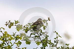 Corn bunting perched on a twig, singing