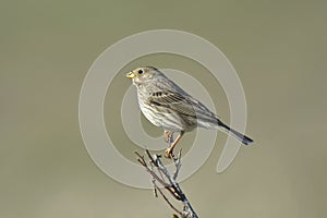 Corn Bunting resting on a branch