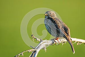 Corn bunting standing on a branch