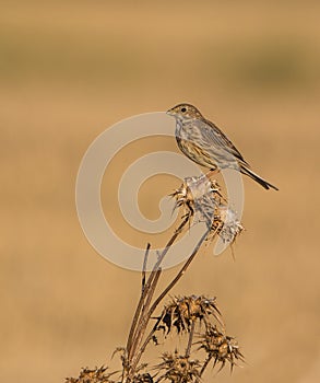 Corn Bunting on Thistle plant