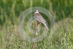 A Corn Bunting on top
