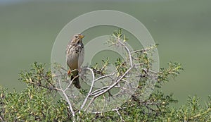 Corn Bunting (Emberiza calandra) photo