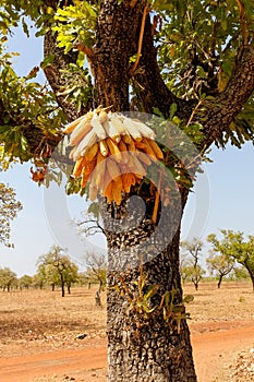 Corn, Burkina Faso