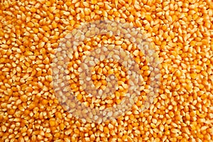 Corn cereal kernels background or texture concept