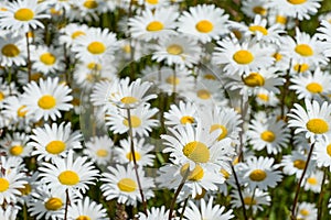 Corn chamomile blossom.  Mayweed bloom. White blooming flowers in natural environment. Scentless chamomile flower