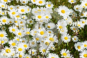 Corn chamomile blossom.  Mayweed bloom. White blooming flowers in natural environment. Scentless chamomile flower