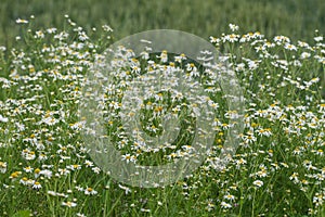 Corn chamomile blossom. Mayweed bloom. White blooming flowers, natural environment. Scentless chamomile flower. Anthemis arvensis