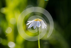 Corn chamomile, mayweed, scentless chamomile, or field chamomile