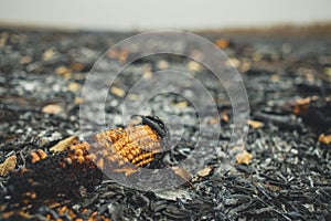 Corn clip on an irresponsibly burnt field turned to ashes. Burnt corn field after harvest