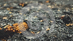 Corn clip on an irresponsibly burnt field turned to ashes. Burnt corn field after harvest
