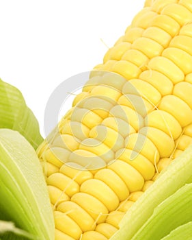 Corn Close Up