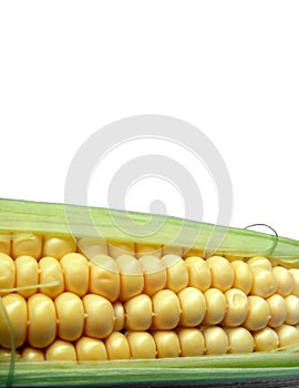 Corn - close up