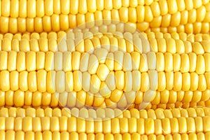 Corn close-up full frame background