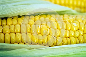 Corn close-up image