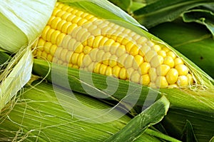 Corn Cob