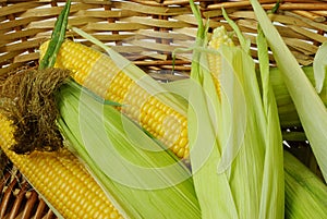 Corn on cob