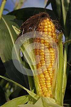 Corn cob