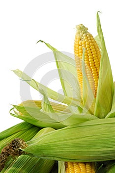 Corn on cob