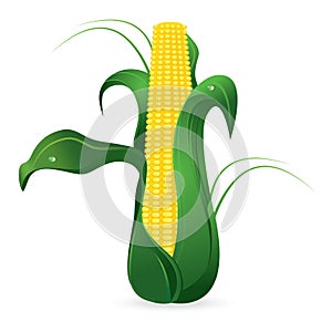 Corn Cob