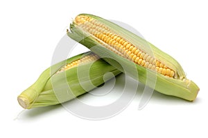 Corn in Cob 2