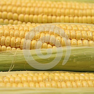 Corn on the cob