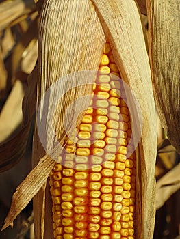 Corn cob, Zea mays