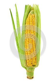 Corn cob