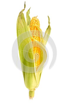 Corn on the cob