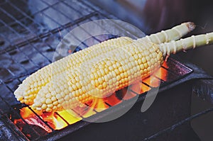 Corn on a cob