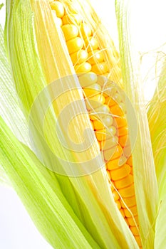 Corn cob