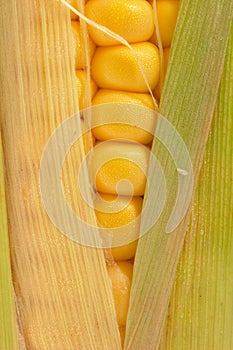 Corn on cob photo