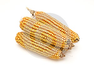 Corn cob