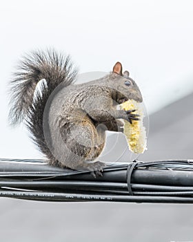 Corn on the Cob for an Agile Squirrel