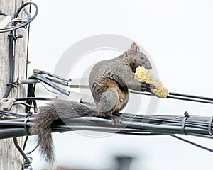 Corn on the Cob for an Agile Squirrel