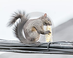 Corn on the Cob for an Agile Squirrel