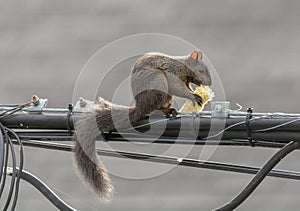 Corn on the Cob for an Agile Squirrel