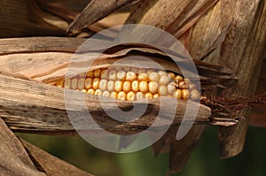 Corn cob in autumn