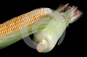 Corn cob on black background