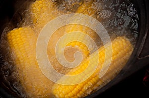 Corn on the cob boiling in water