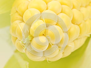 Corn Cob Close up