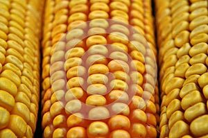 Corn cob close up