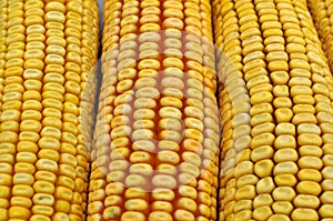 Corn cob close up