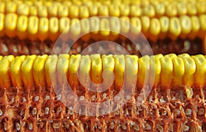 Corn cob close up