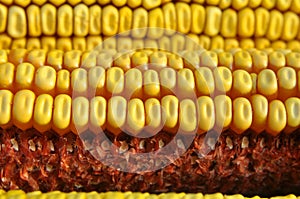 Corn cob close up
